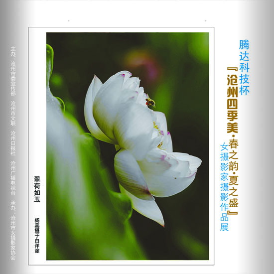 ϲӭ����ʮ�˴�չʾ���ݼ�������17��