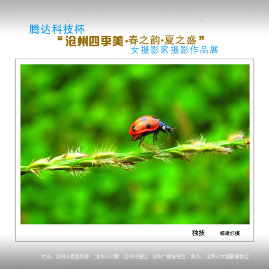 ϲӭ����ʮ�˴�չʾ���ݼ�������29��