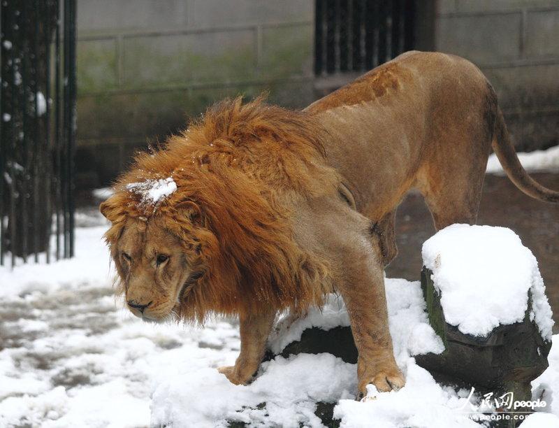 杭州:游客用雪球砸狮子+狮子躲闪怒吼