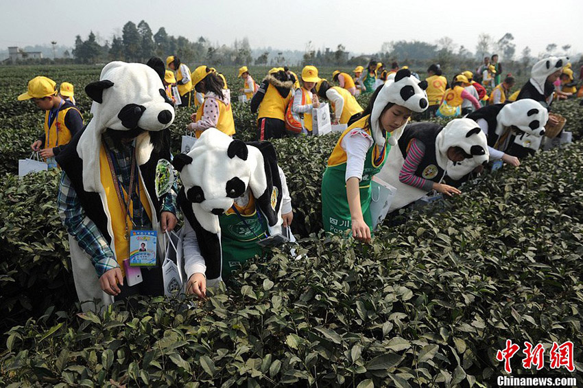 高清组图:熊猫宝宝四川雅安蒙顶山上采茶忙