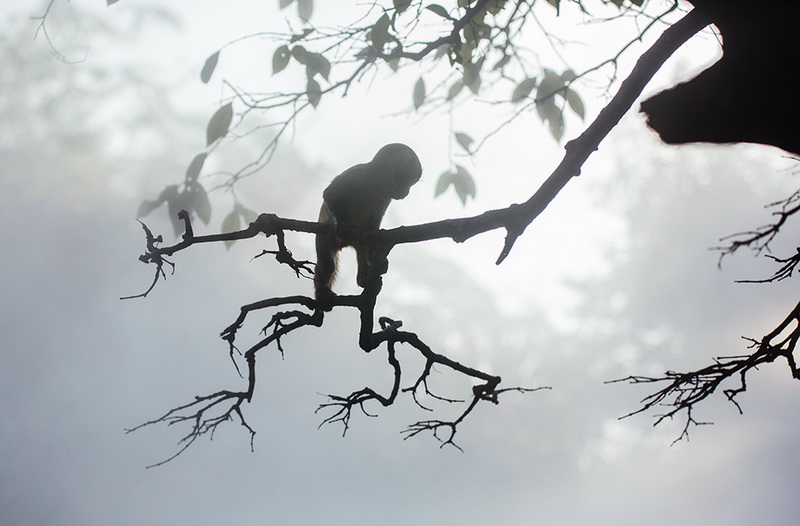 ���    �������Ӱ