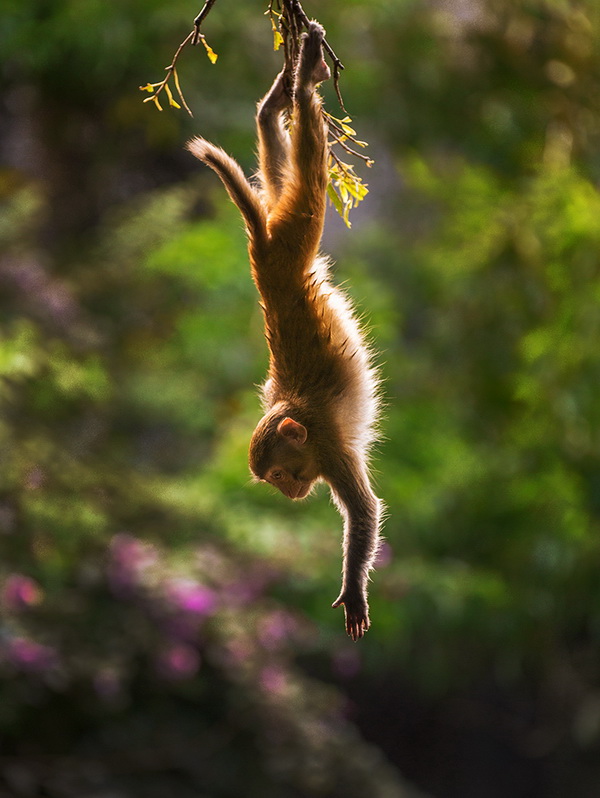 ���ҽ�            �������Ӱ