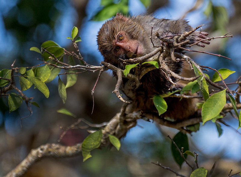 ���    �������Ӱ