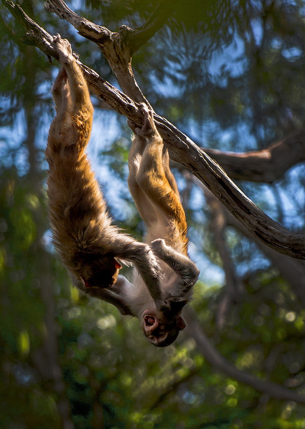 ��      �������Ӱ