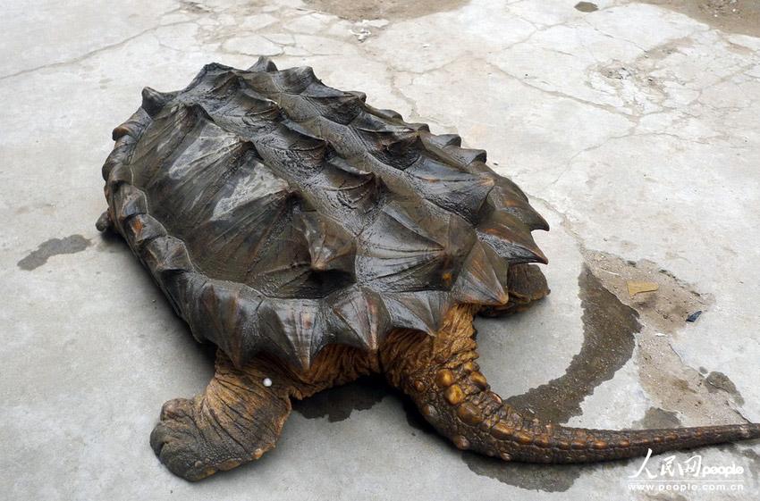 高清组图:河南汤阴惊现巨型怪龟 嘴巴锋利霸