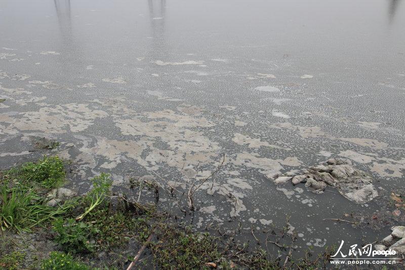 浙江绍兴:猪粪水直排河道 市区再现"牛奶河"【2】