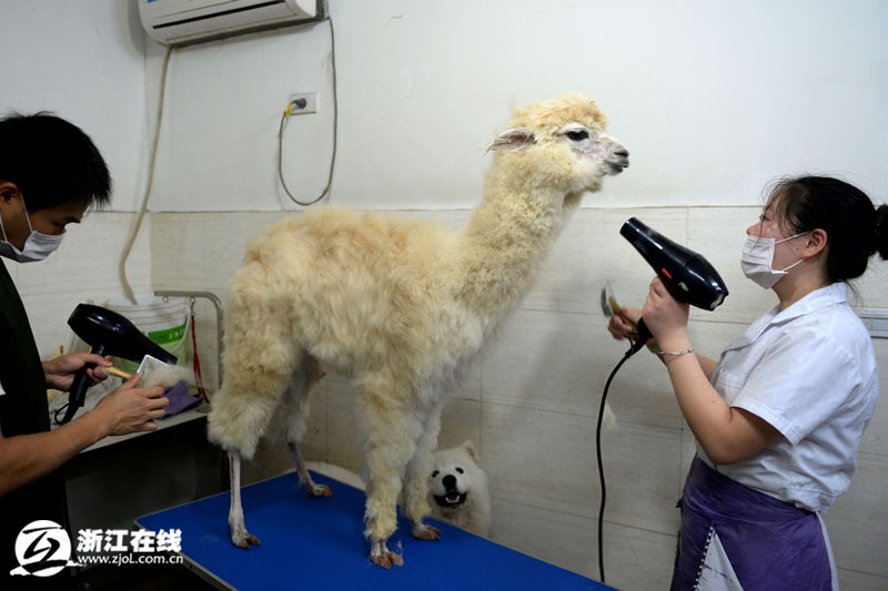 高清:杭州男子花6万元买羊驼 带去宠物店洗澡