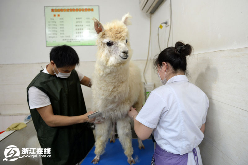 高清:杭州男子花6万元买羊驼 带去宠物店洗澡