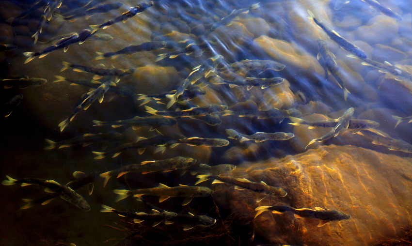 湟鱼的生命之旅:青海湖数百万尾湟鱼溯流而上