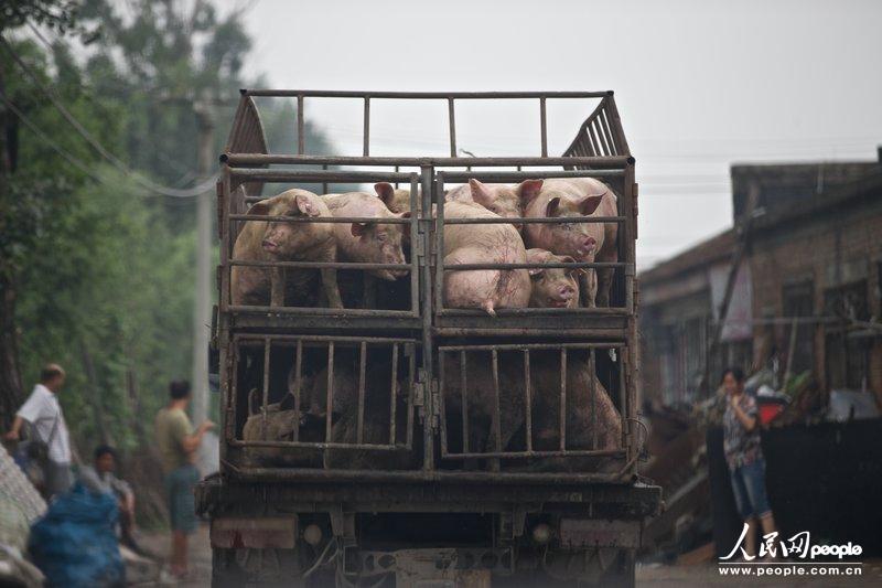 高清:北京昌平等地灌水猪流入肉联厂 猪贩日赚