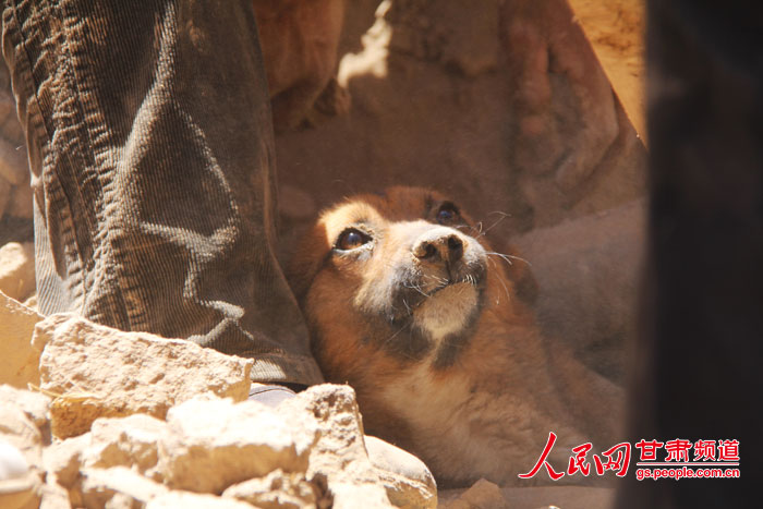 高清:甘肃岷县一小黄狗被埋31小时获救上演新