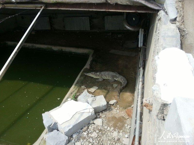 高清:徐州一鳄鱼养殖场深夜遭强拆 两条尼罗鳄