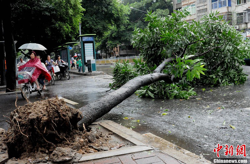 台风潭美袭福州 市区行道树被连根拔起