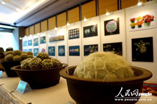 植物天外图片:李长顺《天外奇妍》展现神奇的多肉植物世界