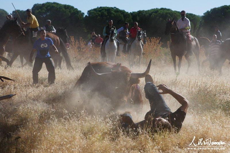 西班牙古老节日庆祝发生意外 公牛袭击摄影师