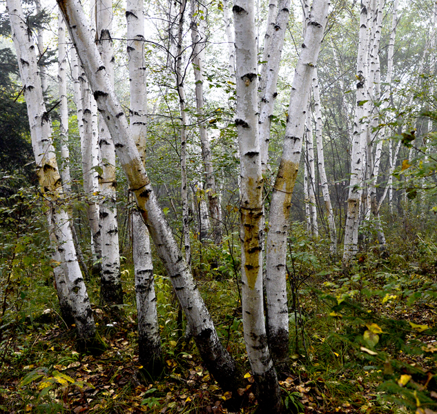 15.�����Ӱ�����        ��Ӱ��ǿ