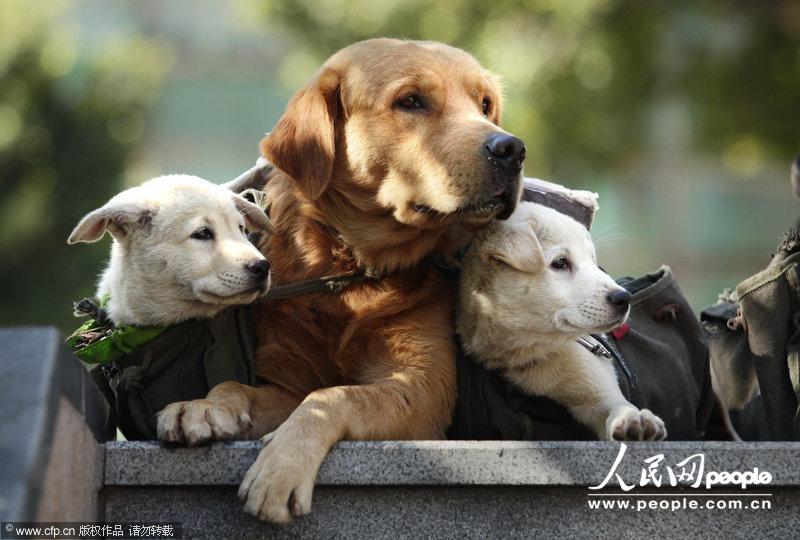 广州街头狗狗卖娃引围观 金毛犬替主人卖狗娃