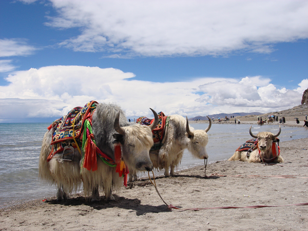 7.��ԭ���  �����Ӱ