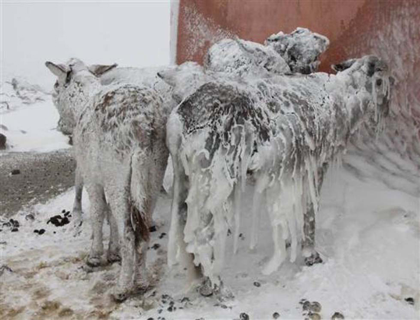 土耳其现驴坚强 全身被雪覆盖长冰柱