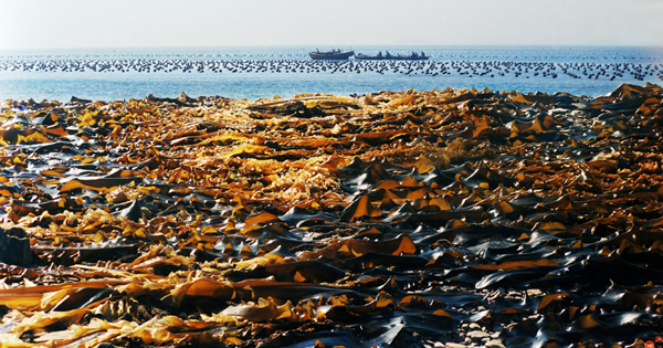 12.��ɫ����