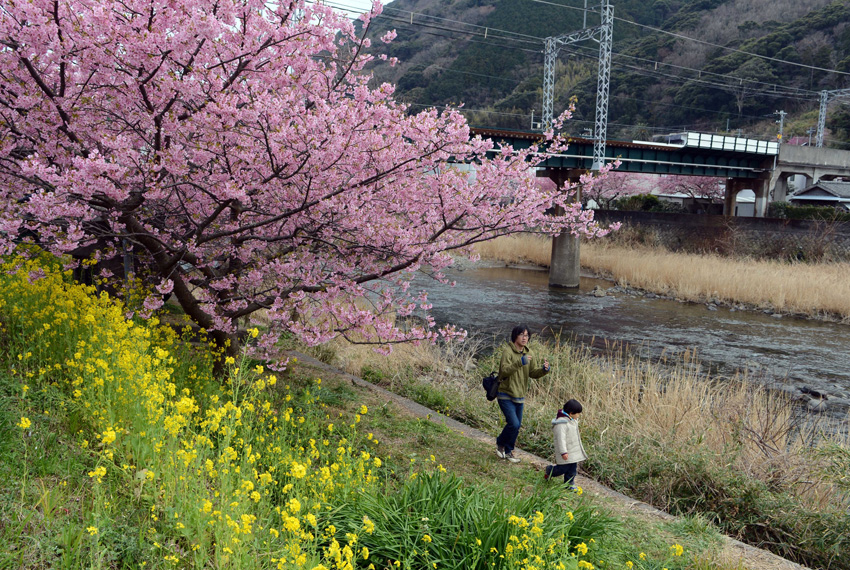 日本伊豆半岛樱花盛开春意盎然