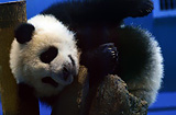 熊猫“圆仔”睡姿惹人爱