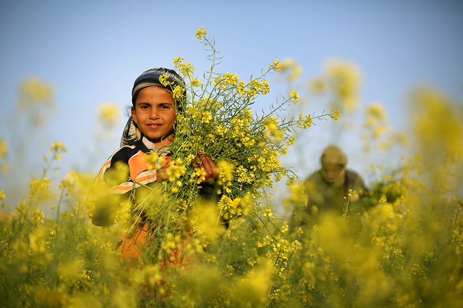 春光乍泄。3月20日，在加沙地带，一名巴勒斯坦女孩在田野里摘野花，享受春天的气息。新华社/法新