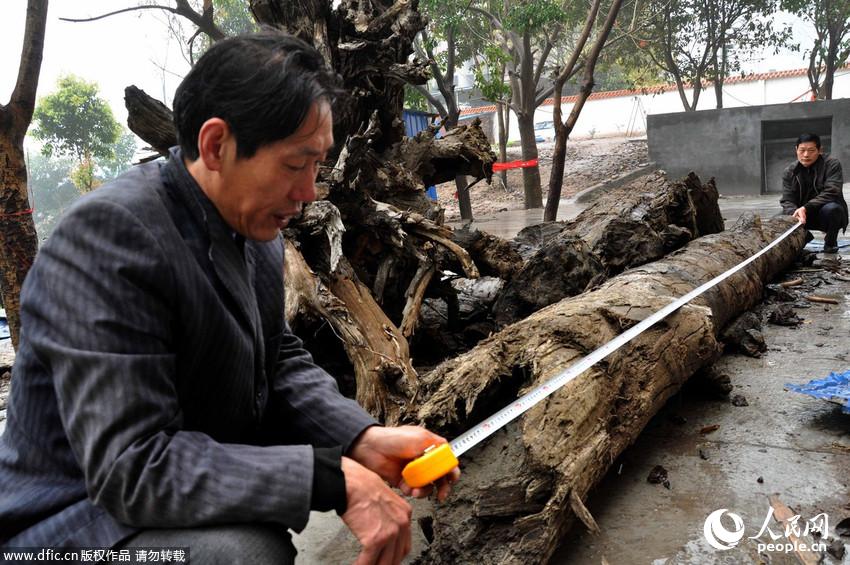 重庆:施工挖出3800年前乌木 被人一夜盗走4吨