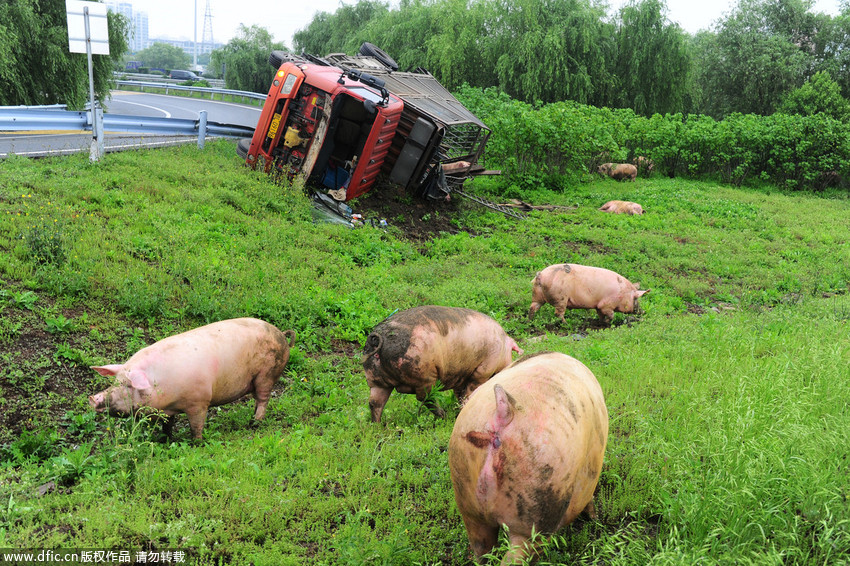 苏州：卡车侧翻冲破护栏 数十头生猪路边“放风” 