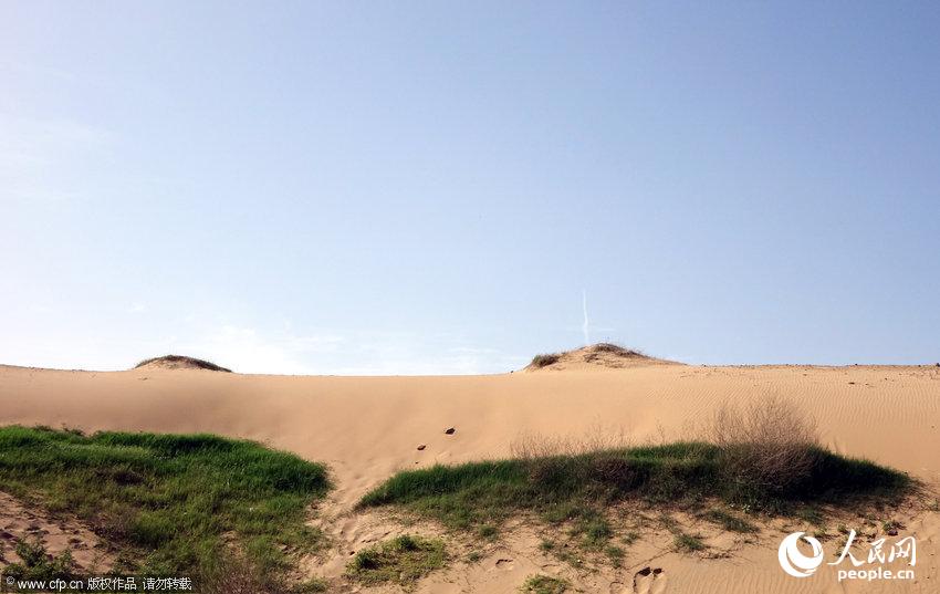 高清组图河南一建设产生沙丘被神速绿化3