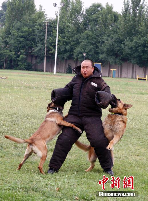 高清组图揭秘北京警方警犬训练基地4