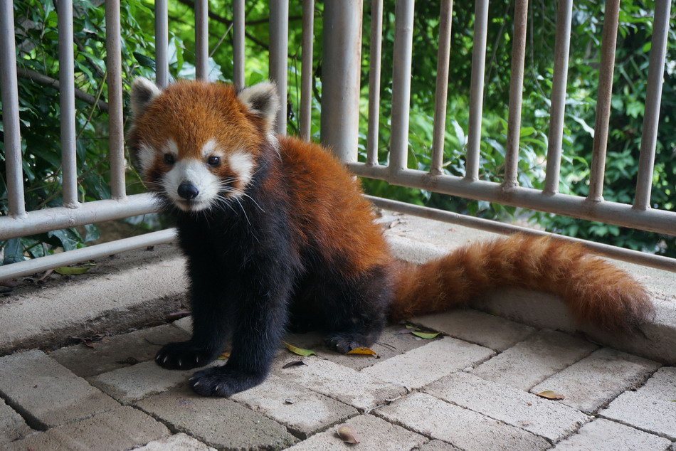 福州赠送的3只小熊猫抵台 将于7月与观众见面