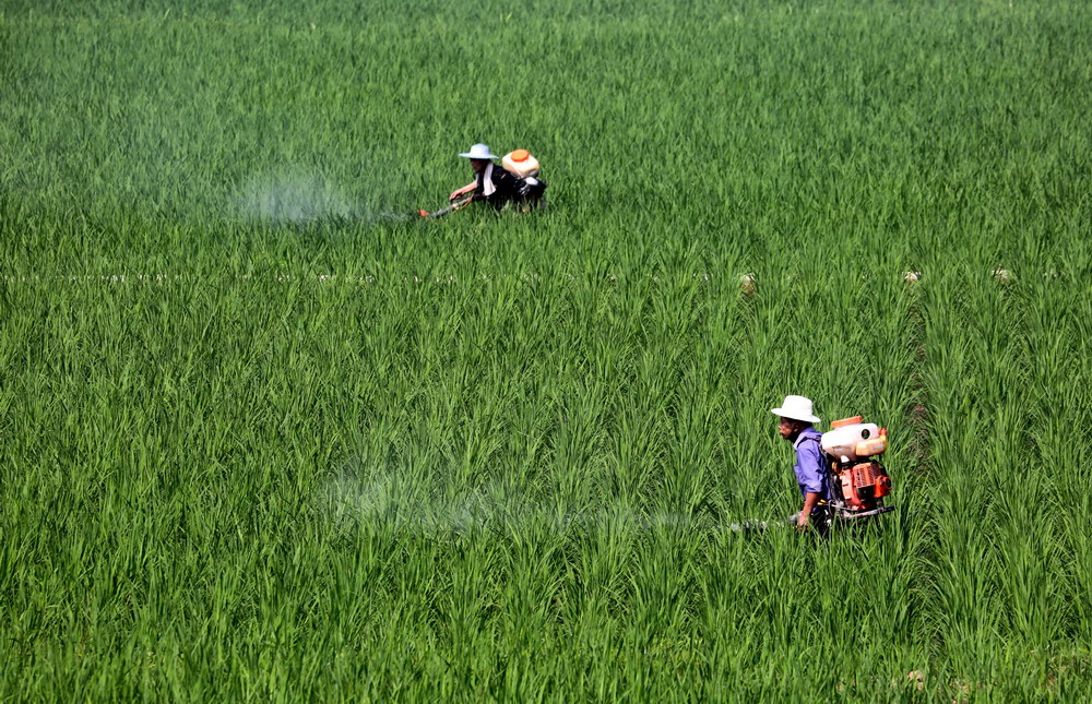 6月18日,四川省华蓥市植保专业合作社的技术人员,在阳和镇蔡家湾村