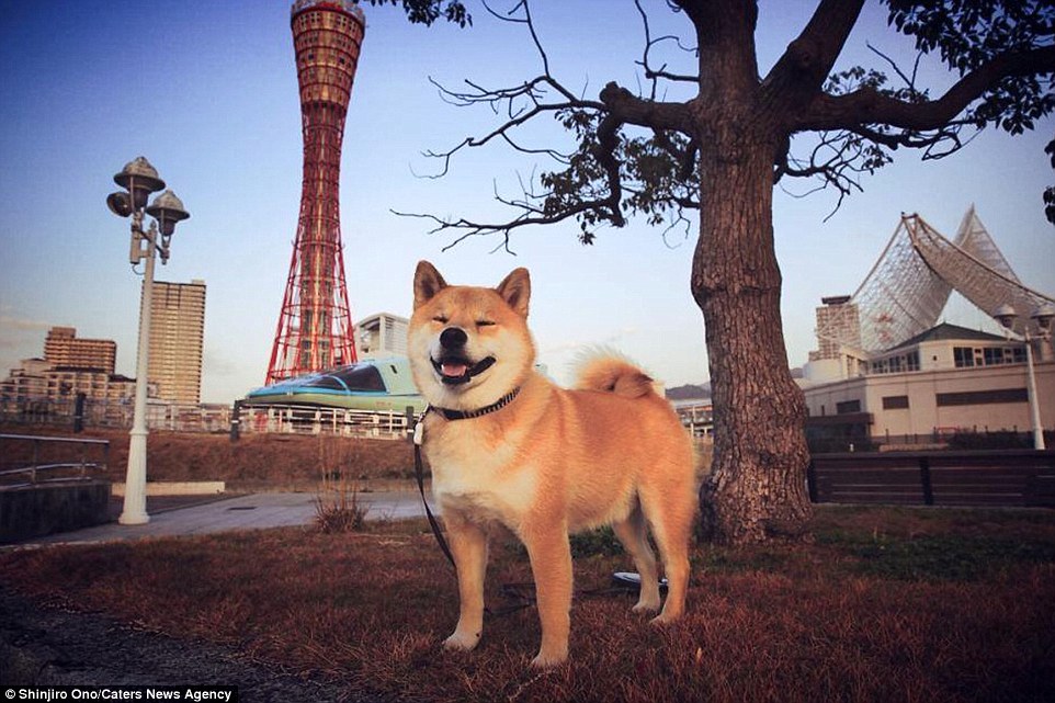 日本幸福的柴犬 睡觉也不停止微笑