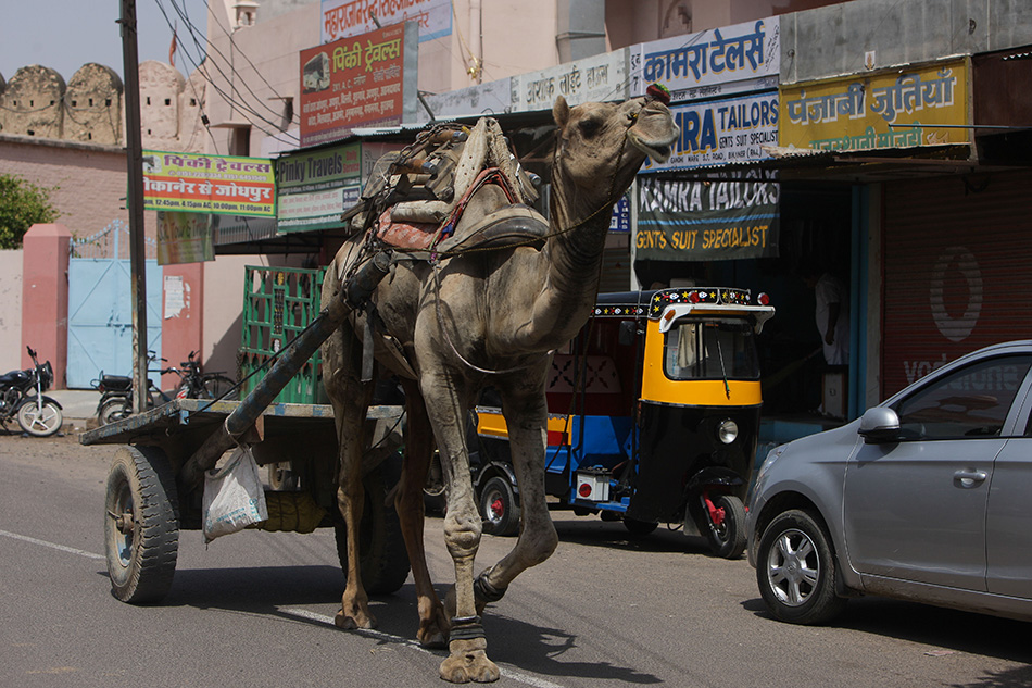 骆驼 比卡内尔 印度/7月13日，一头骆驼在印度拉贾斯坦邦比卡内尔市的街上拉车。