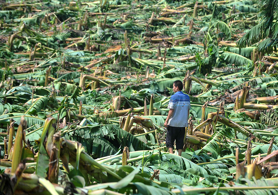 广西农业因台风受灾严重