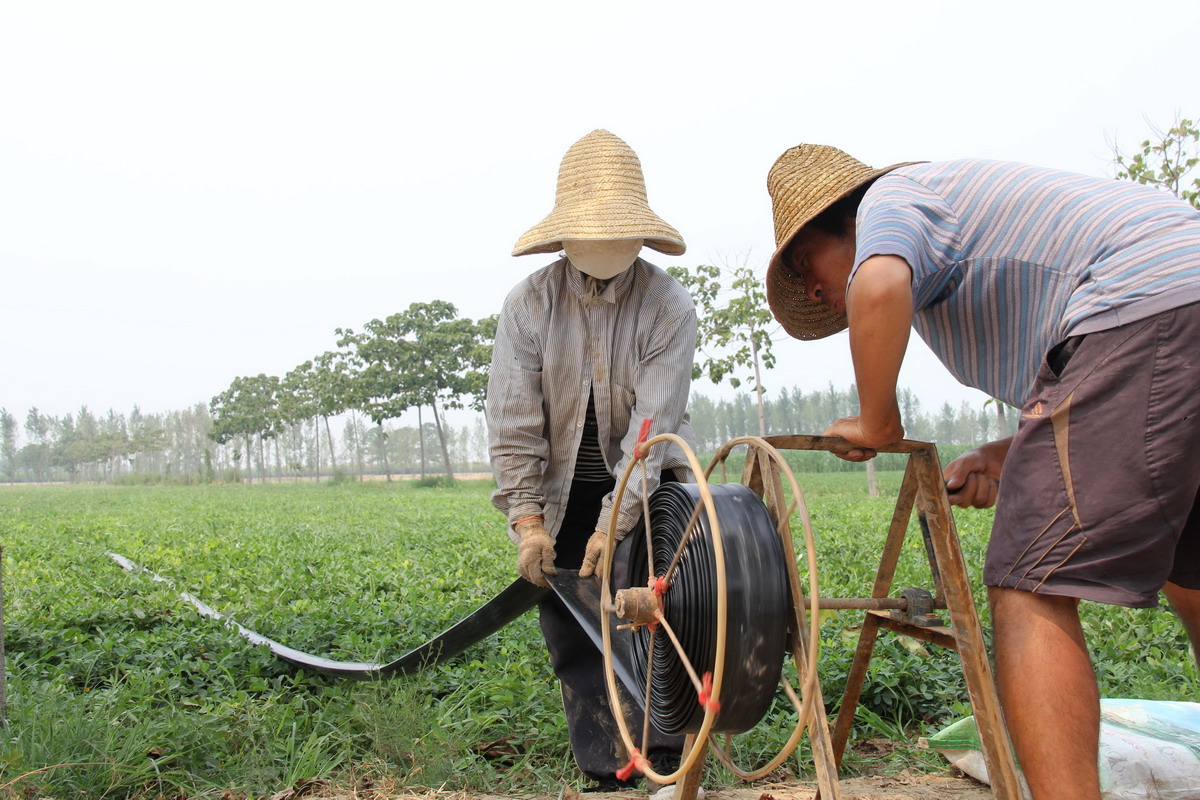 7月28日,河南省温县岳村乡关白庄村农民在花生田里准备浇水.