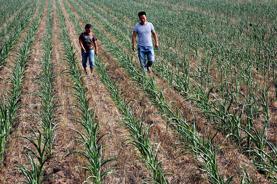 陕西伏旱持续 近90万亩农作物面临绝收