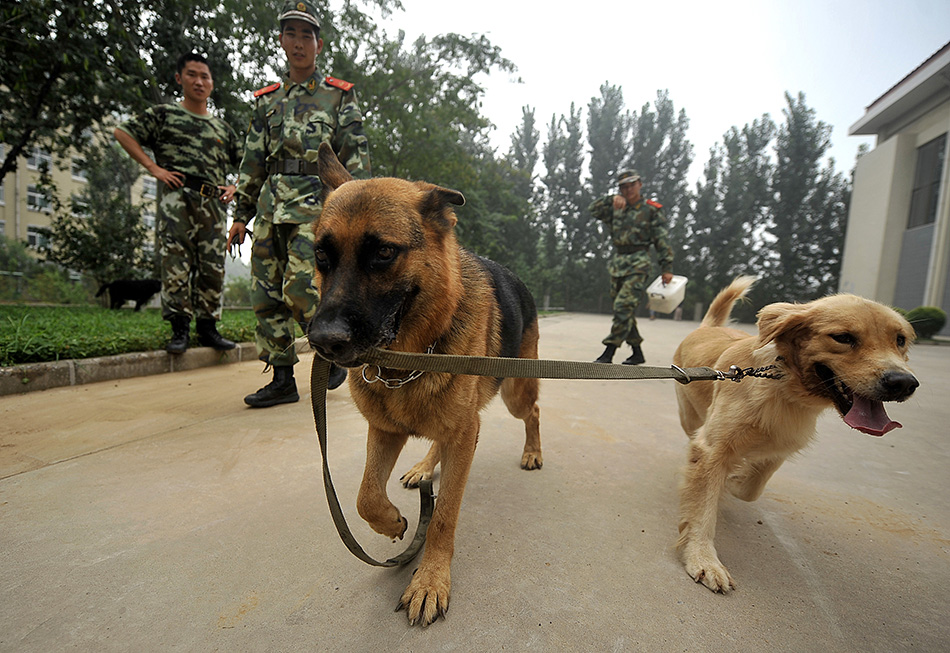 特殊的士兵八一节前走进警犬班3