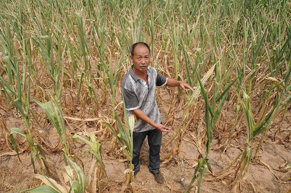 7月31日，在山西省稷山县翟店镇，一名农民站在自家发黄的玉米地中。