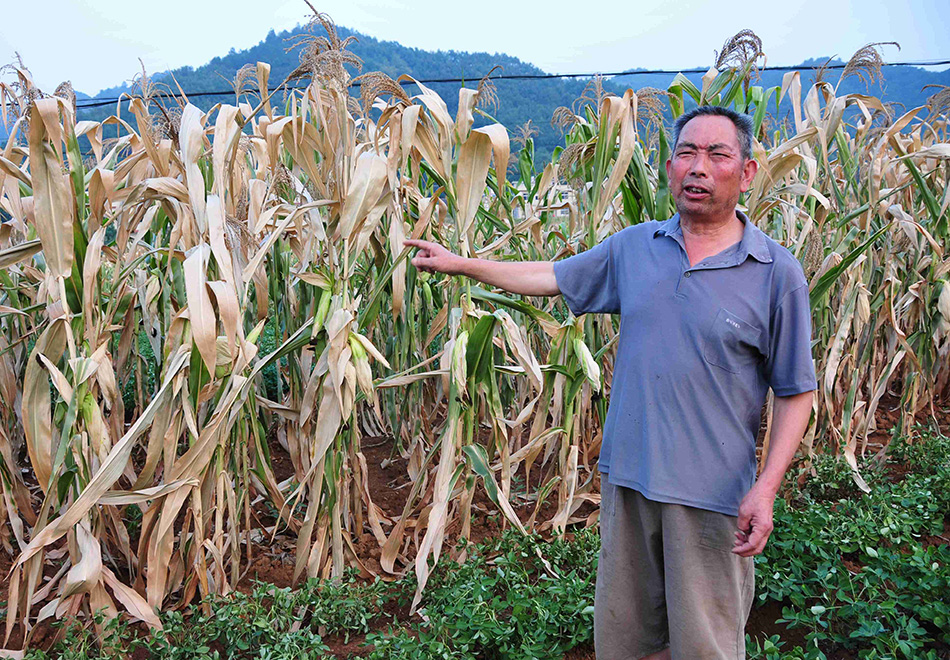 小栗园村朱善怀家的2亩玉米虽然未到收获季节，却已干枯（7月29日摄）。