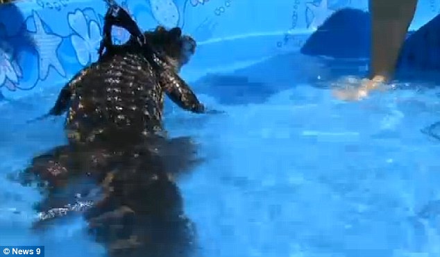 美国一游泳派对孩子与鳄鱼游泳 鳄鱼嘴被封胶