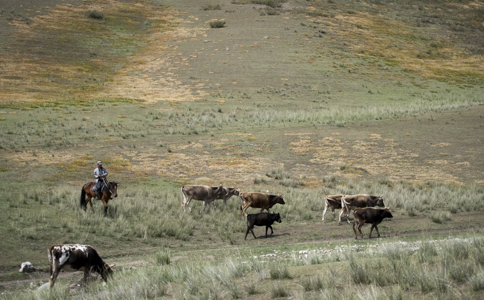 新疆特克斯县阿克塔斯牧业村一位牧民赶着牛群在干枯的草场上放牧（8月3日摄）。