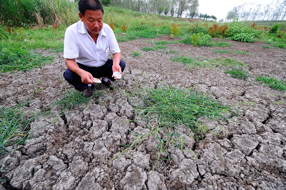 枣阳市太平镇清凉村的水塘已经干涸（8月5日摄）。