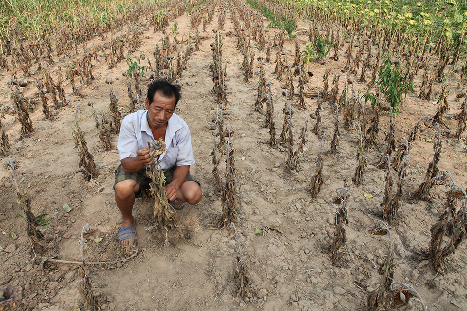 在河南省灵宝市焦村镇尚庄村，村民种植的油葵已经绝收（8月4日摄）。新华社发（赵华摄）