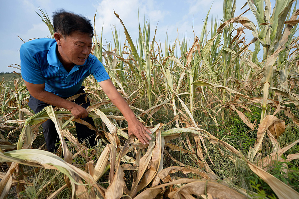 8月7日，在辽宁省朝阳市朝阳县西营子乡，一名村民在查看遭受严重干旱的玉米田。