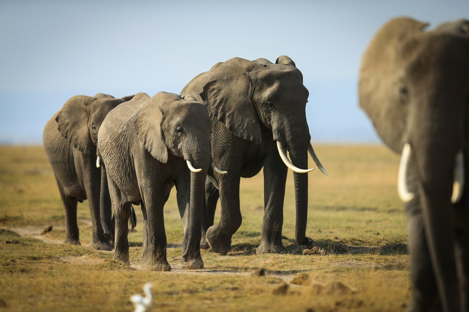 这是2014年7月16日在肯尼亚安博塞利国家保护区拍摄的非洲象。