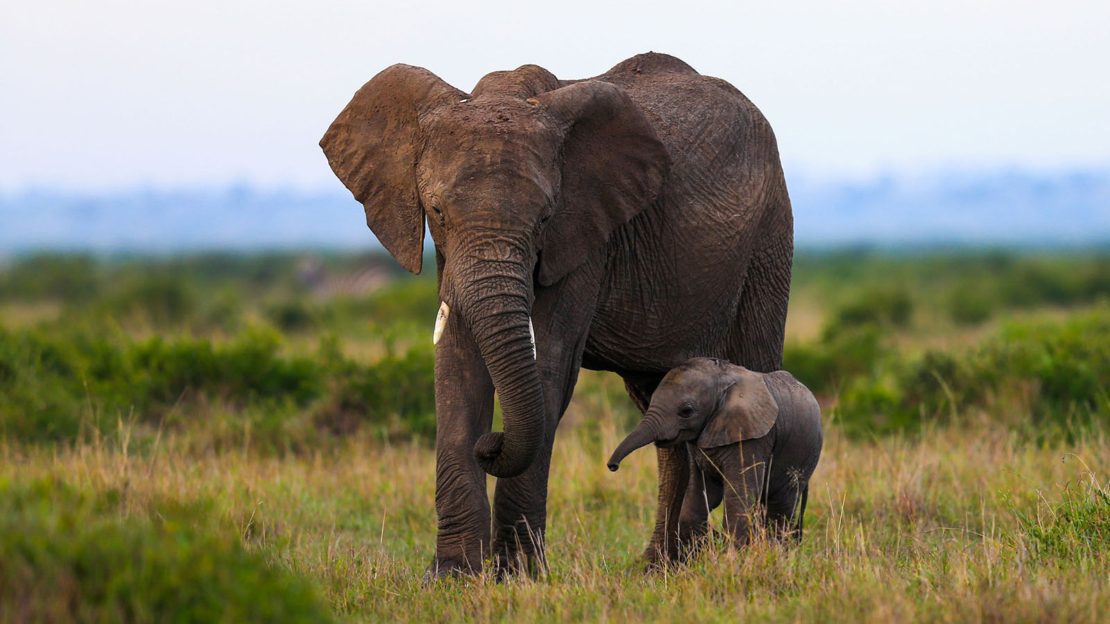 亚马赛马拉国家保护区拍摄的一头成年非洲象