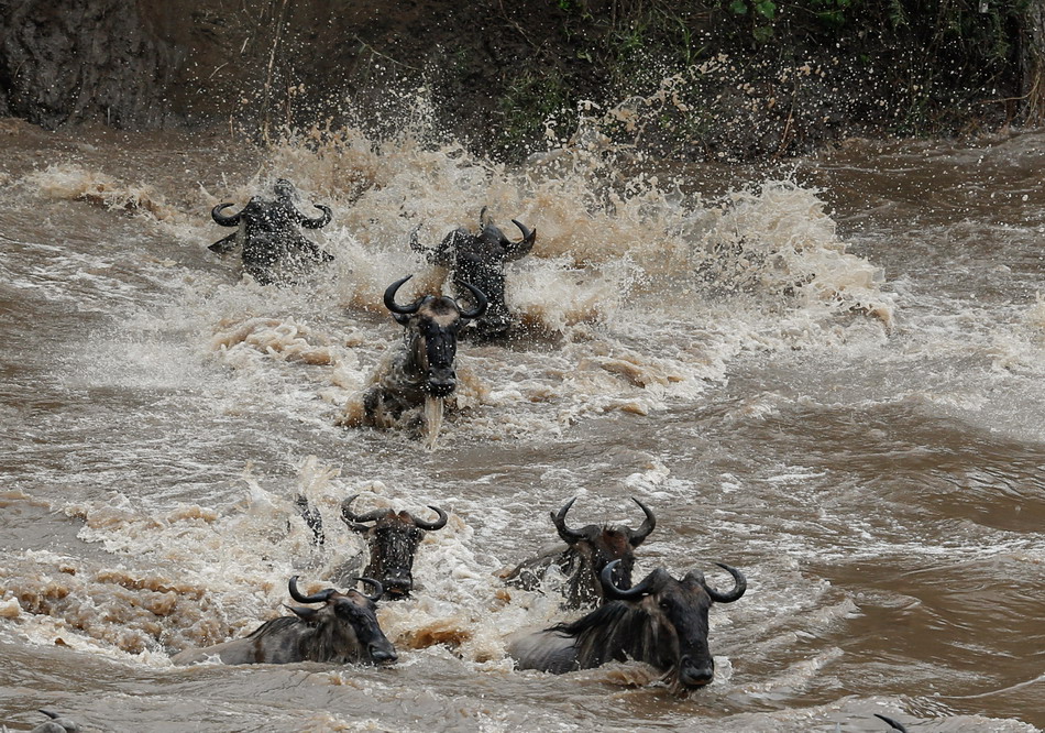   8月17日，在肯尼亚马赛马拉野生动物保护区，大批角马横渡马拉河。