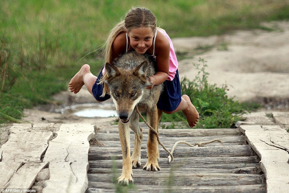 俄罗斯少女与狼亲密无间 狼被驯化似宠物